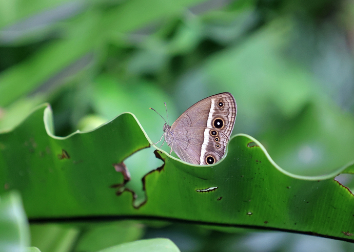 石垣島の蝶たち