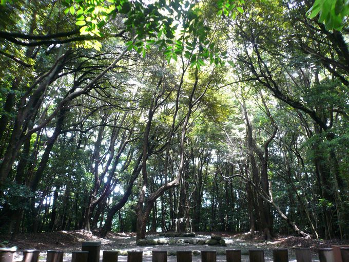 福岡の押さえておきたいパワースポット神社５選 福岡県 トラベルjp 旅行ガイド