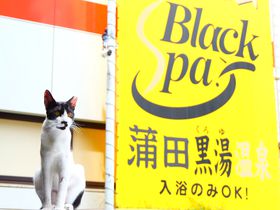 ネコも人気！都心で楽しむ蒲田黒湯の天然温泉「ホテル末広」