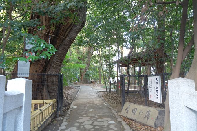 カップルや女子に人気 神戸三ノ宮 生田神社 で恋の行方を占う 水みくじ 兵庫県 トラベルjp 旅行ガイド