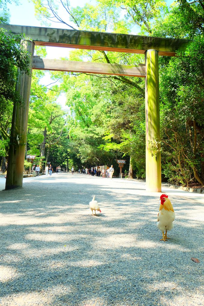 女性必見 名古屋 熱田神宮 で必ず押さえておきたい参拝スポット 愛知県 トラベルjp 旅行ガイド