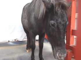 �ߔN�ɍs�������I�������ߐ_�ЁE���E�p���[�X�|�b�g