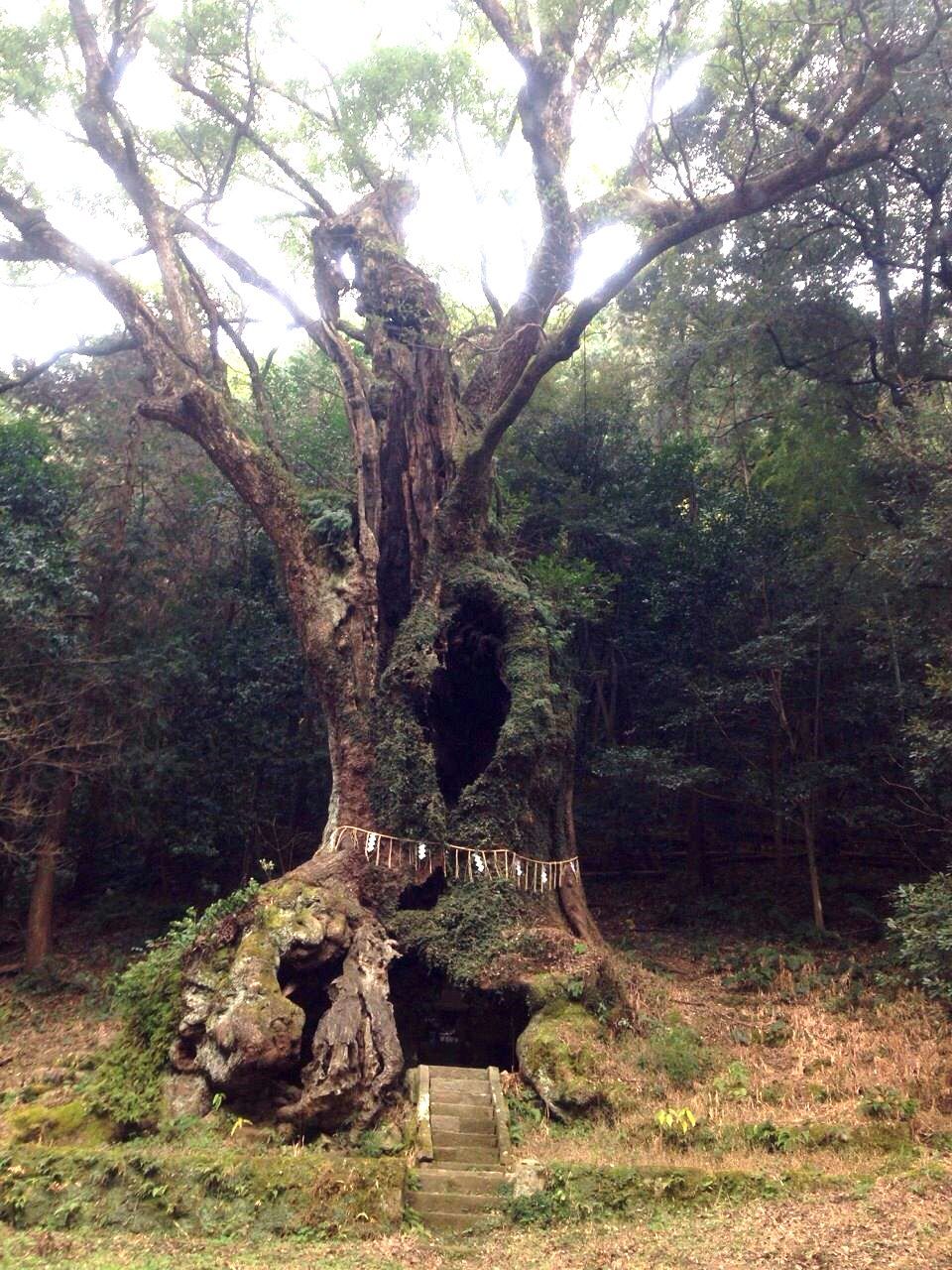 佐賀のパワースポット「武雄の大楠」は樹齢3000年