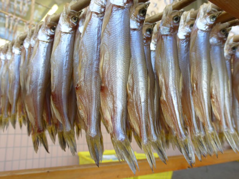 神がくれた魚「ししゃも」 北海道鵡川でホンモノを食らう