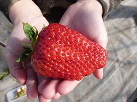 󏭂ȃACx[IR̂肪y߂EÉu_v̋LTlC