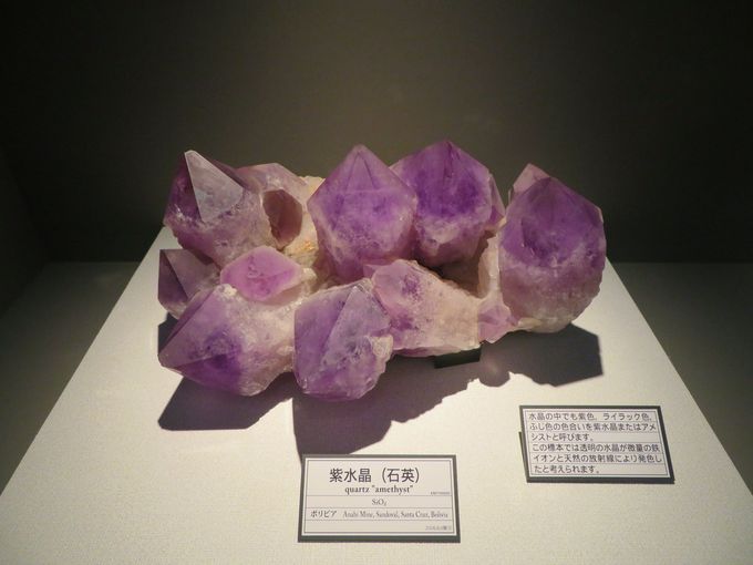 �܂��͍z�������Ă݂悤�I