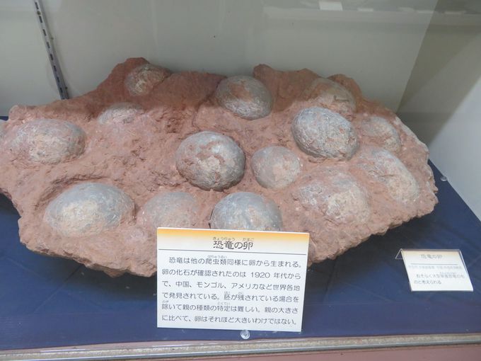木の葉化石が目白押し 栃木 木の葉化石園 はお土産も見逃せない 栃木県 Lineトラベルjp 旅行ガイド