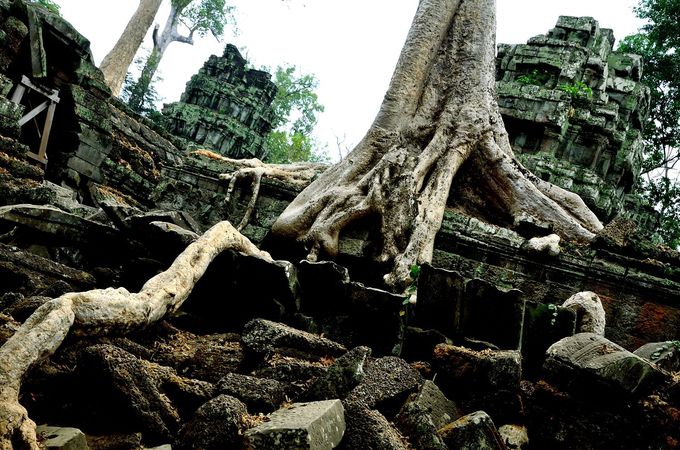 ここはラピュタ アンコール ワット遺跡群のタ プローム カンボジア は ジブリファン必見の遺跡 カンボジア Lineトラベルjp 旅行ガイド