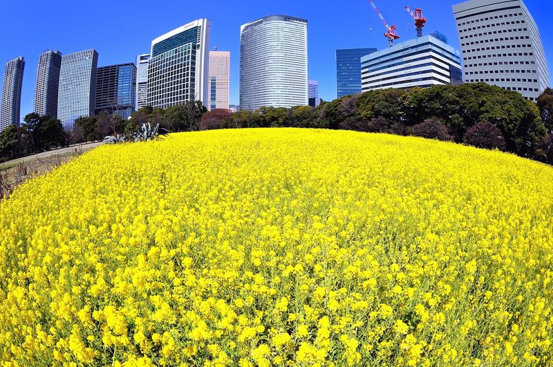 これぞ都会のオアシス！浜離宮恩賜庭園の菜の花畑は東京都内とは思えない圧倒的スケール！