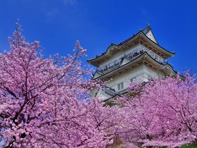 「天守閣」と「桜」の最強コンビ！小田原城は関東を代表する桜の名所！