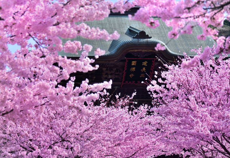 古都鎌倉の桜！「鎌倉五山第一位」建長寺の桜はまさに名所の風格！