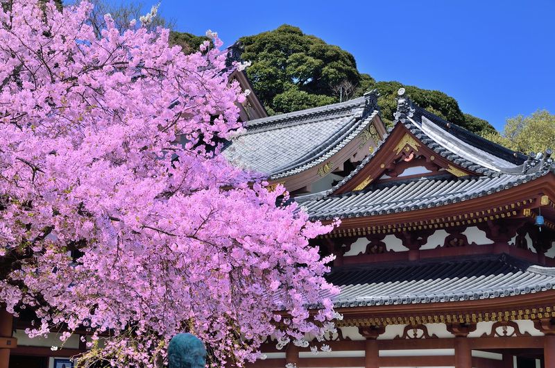 古都鎌倉を代表する「花の寺」！春の長谷寺で桜と絶景を楽しもう！
