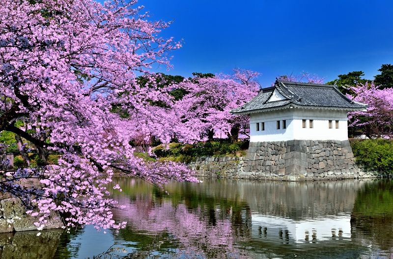 関東を代表する桜の城！小田原城には桜の観賞スポットがいっぱい！
