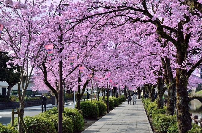 お堀端通りは、桜の道