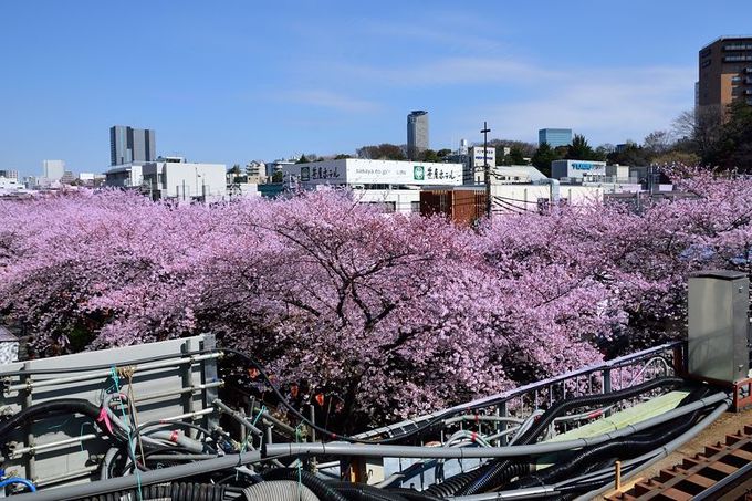 東横線の車窓から見える、目黒川の桜