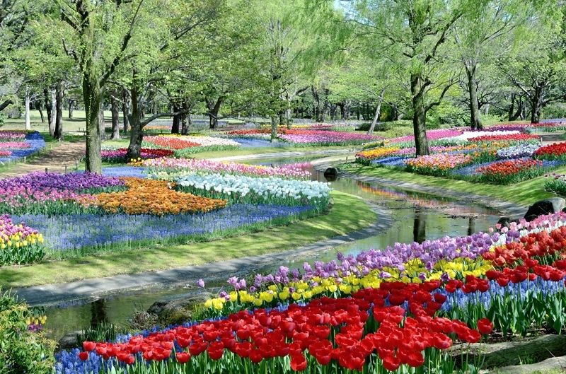ここは東京？昭和記念公園（立川）のチューリップ畑が圧倒的に美しい！