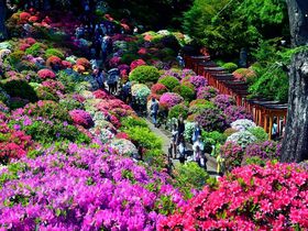 色鮮やかなツツジが圧巻！東京・根津神社「文京つつじまつり」に行こう！