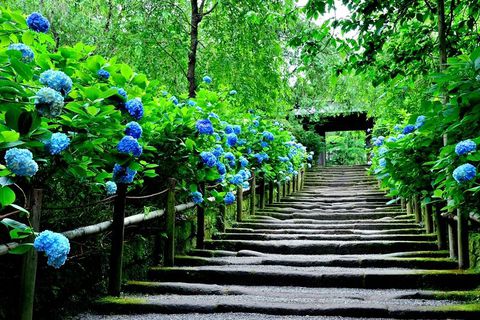 梅雨の時期も花を楽しもう！全国あじさいの絶景名所10選の記事サムネイル