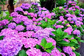 �s���L���̂��������̖����I������E���R�_�Ђ̂��������������I�̋L���T���l�C��