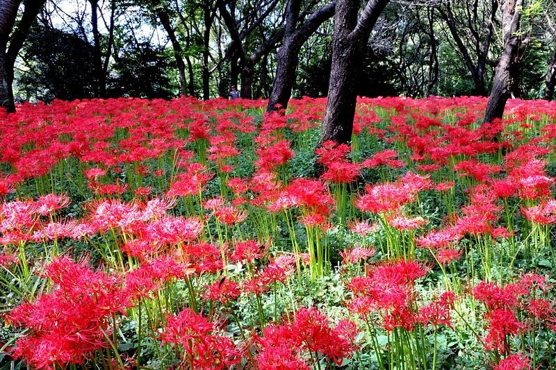 都内の彼岸花の意外な名所！野川公園の自然観察園で見る秋の赤い絨毯
