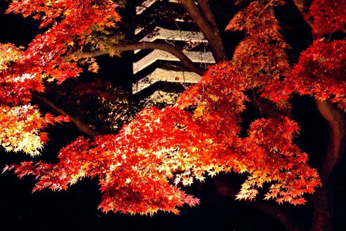 鎌倉の夜の名所！長谷寺紅葉ライトアップは圧倒的な幻想世界（神奈川）