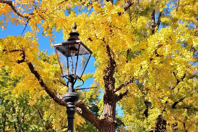 黄金の銀杏を背景に立つ文明開化の象徴「街灯」