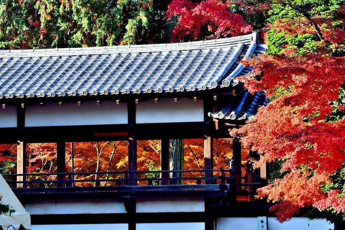 埼玉の紅葉名所といえばここ！川越「喜多院」で秋の色を満喫