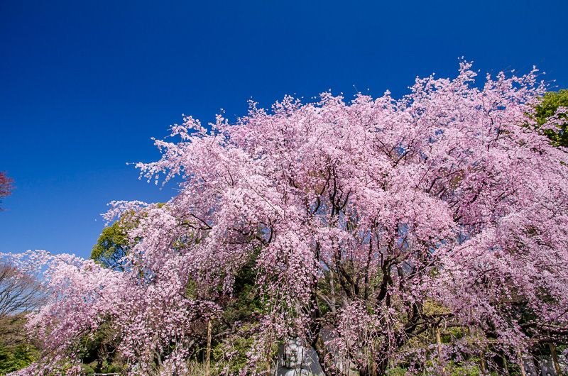 東京都内有数の桜の名所「六義園」