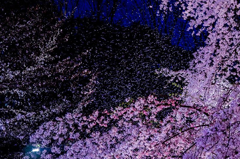 漆黒の夜空に舞う、美しすぎる桜吹雪