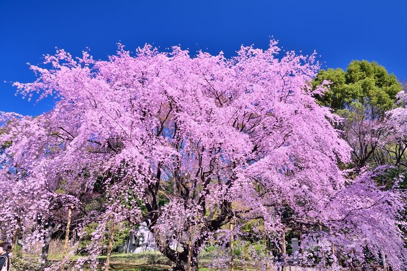 六義園の桜が凄い！歴史ある庭園で東京随一のしだれ桜を味わい尽くそう！