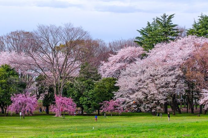 小金井公園 の桜が凄い 伝統を受け継ぐ東京多摩屈指の花見スポット 東京都 トラベルjp 旅行ガイド