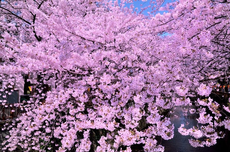 目黒川の桜並木が凄い！東横線沿線屈指の桜の名所で花見を楽しもう！