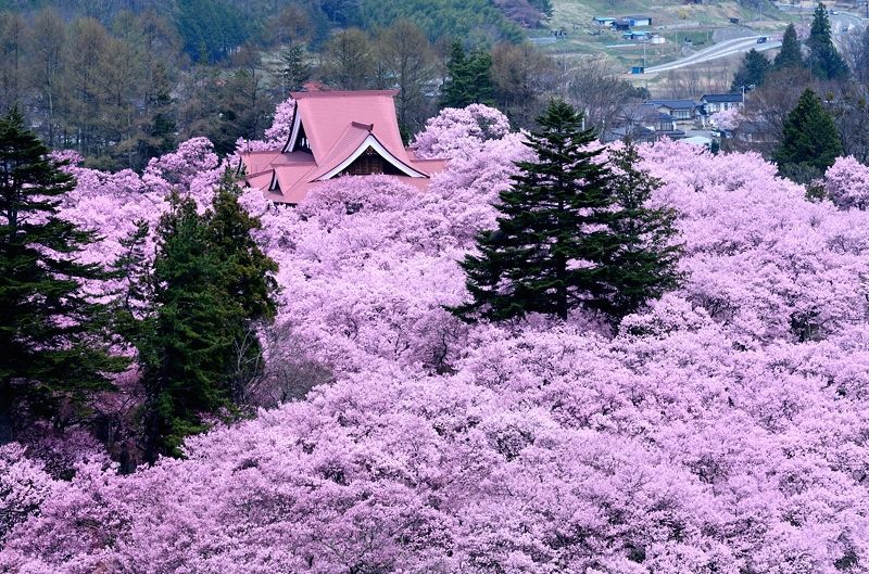 一度は行きたい桜の名所！専門家が教えるお花見スポット【2022】