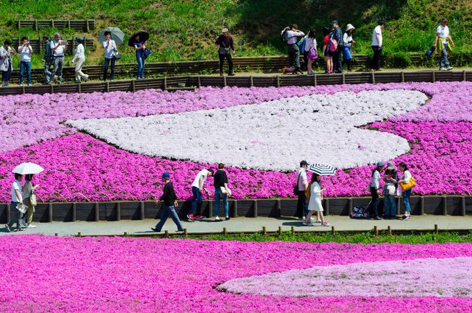 ピンクの絨毯が広がる！埼玉が誇る絶景観光スポット「羊山公園」