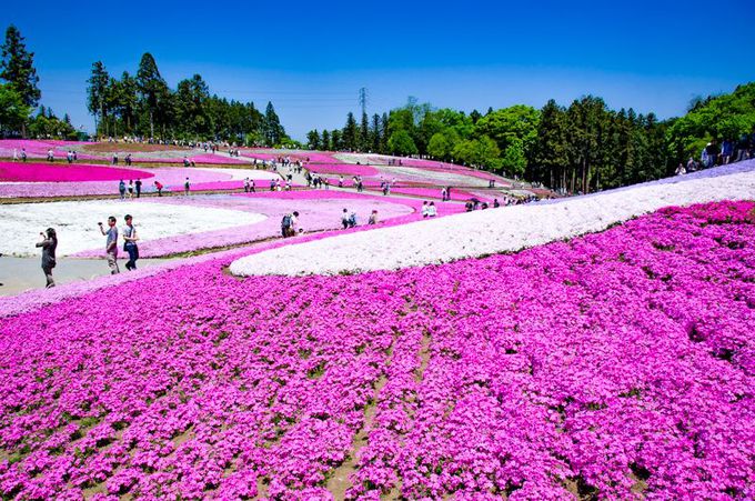 ピンクの絨毯が広がる！埼玉が誇る絶景観光スポット「羊山公園」