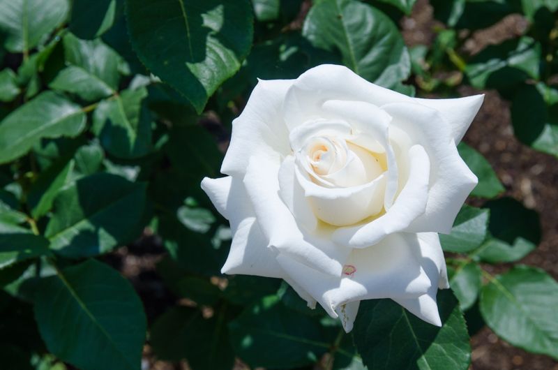 神代植物公園の名物「殿堂入りのバラ」