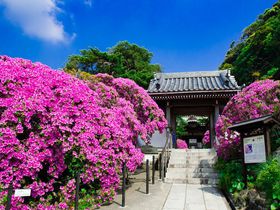 鎌倉一の“つつじの名所”！「安養院」に咲く鮮やかな“オオムラサキツツジ”が圧巻！