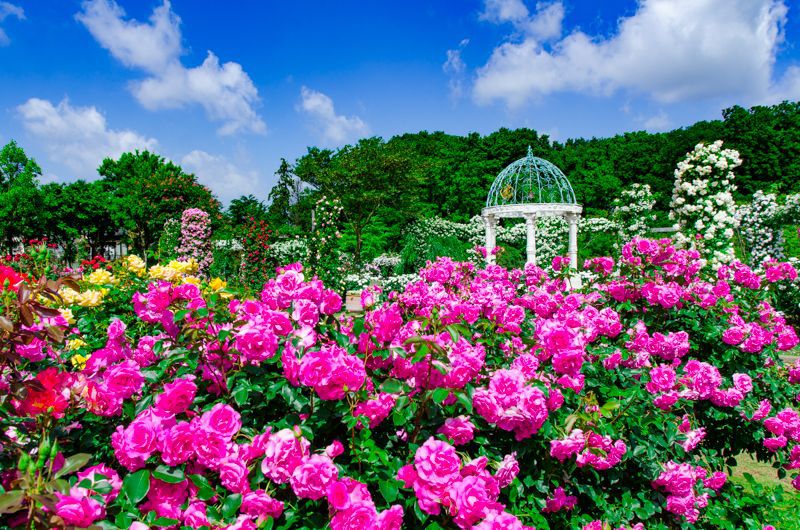 「京成バラ園」が凄い！千葉県屈指のバラの名所を楽しみ尽くす