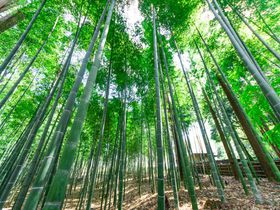 日本三名園！水戸観光の定番「偕楽園」の歴史と見どころをご紹介！