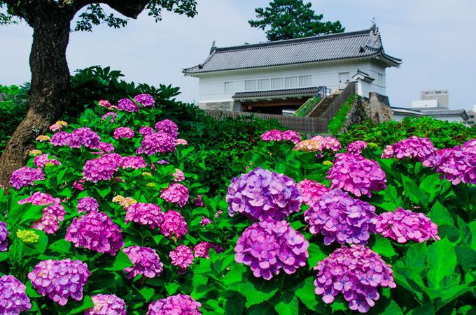 花を楽しみレトロな遊園地で遊ぶ「小田原城址公園」