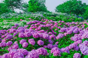 �u���͌��k�����v�͂��������̖����I�_�ސ쌧���ւ�~�J�̐�i�����\���悤�̋L���T���l�C��