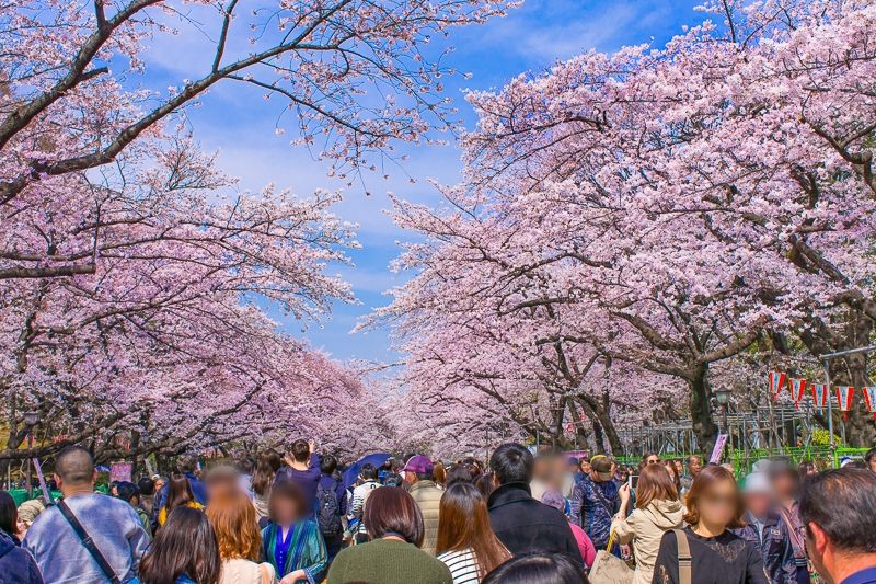 花見の聖地！上野公園が誇る圧巻の桜並木