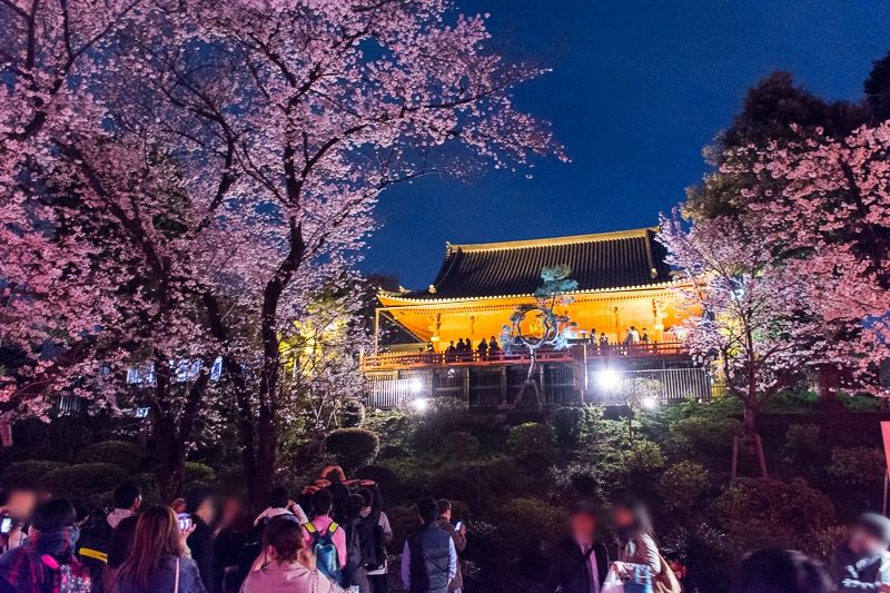 日本三大夜桜名所！上野公園の桜ライトアップは花見に絶対おすすめ！