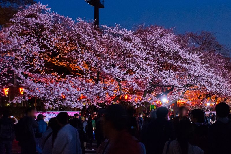 日本三大夜桜の名所！「上野公園」