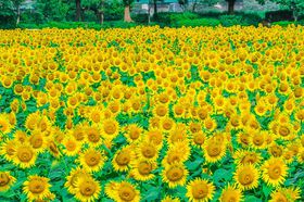 �_�ސ�u���Ԏs�Ђ܂�蔨�v�֓��ő勉55���{�̑��i�����������߁I�̋L���T���l�C��