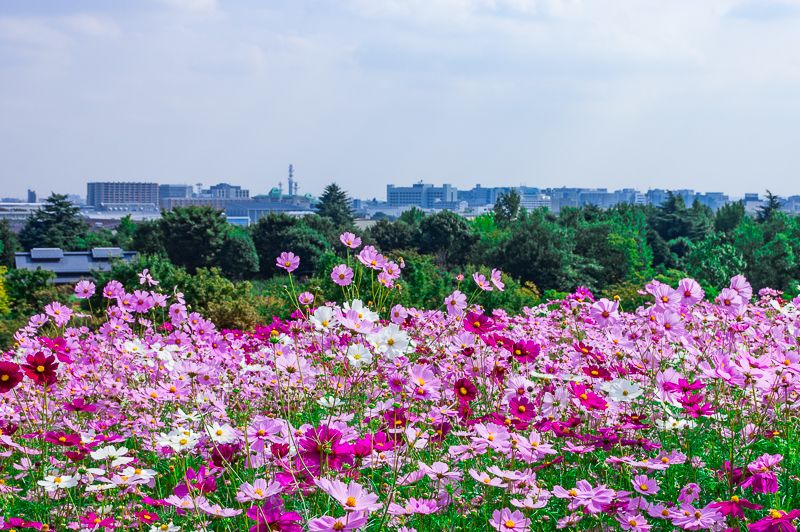 昭和記念公園 のコスモス畑 花の丘 は東京都内最大級400万本の大絶景 東京都 トラベルjp 旅行ガイド