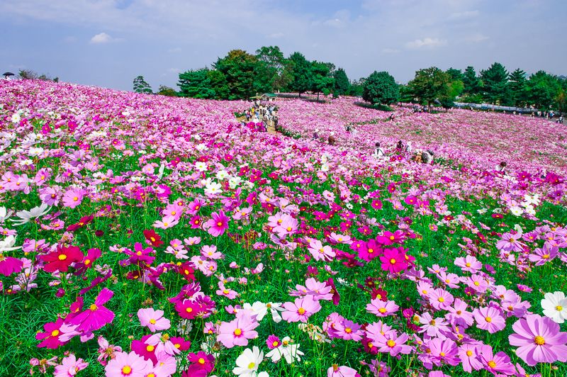 昭和記念公園 のコスモス畑 花の丘 は東京都内最大級400万本の大絶景 東京都 トラベルjp 旅行ガイド