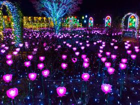 「あしかがフラワーパーク」のイルミネーション「光の花の庭」は全国第1位の輝き！