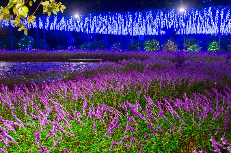 {iYut[p[Nv{OC~l[VF̃C~I