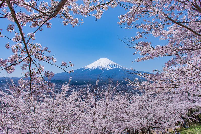 新倉山浅間公園から眺める「富士山」と桜